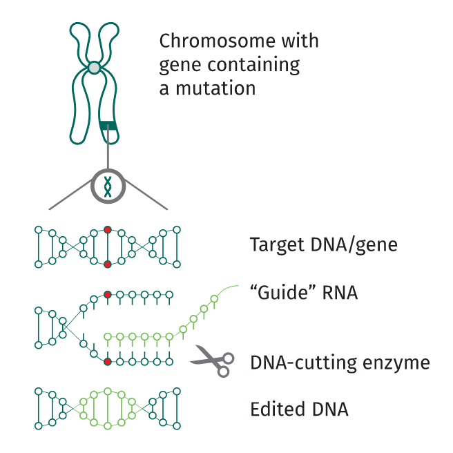 Illustrations showing the process of gene editing.