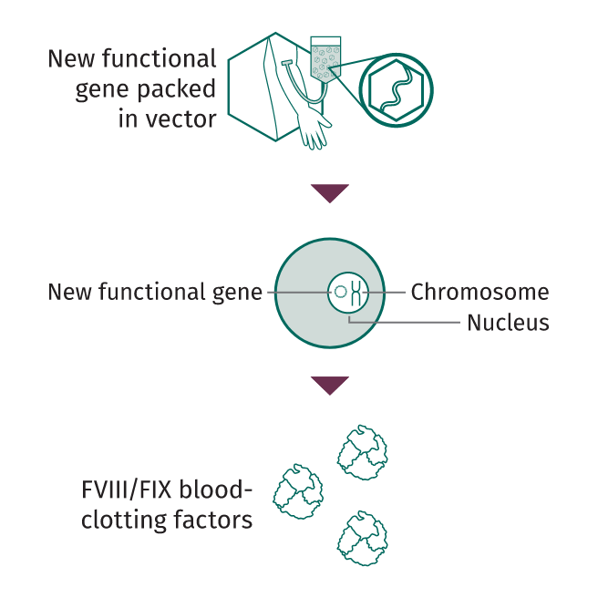 Illustrations showing the process of gene transfer therapy.